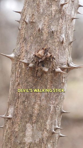 33K views · 570 reactions | Is DEVIL's WALKING STICK the same as...