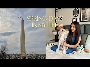 Living in DC in the Spring | Cherry Blossom Season, Kite Festival + Family Time