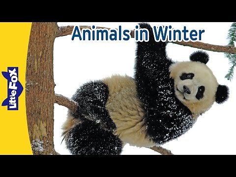 Animals in Winter: How Pandas, Grizzly Bears, Groundhogs & Whales Survive the Cold