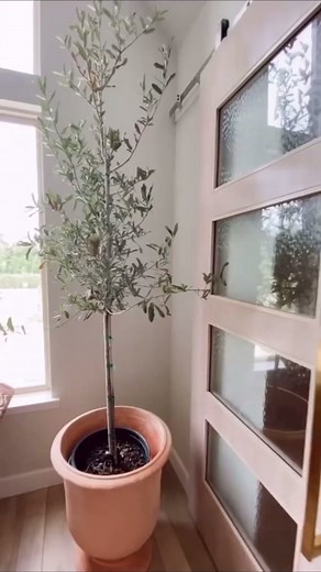 TikTok - Make Your Day