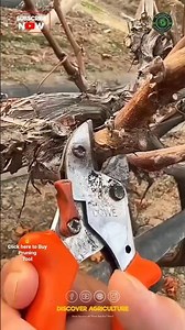 Amazing Manual Pruning Tool