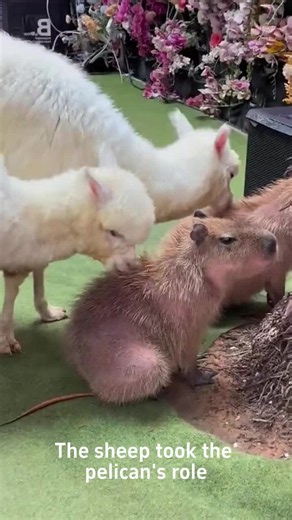Capybara Care Tips and Facts for Capybara Lovers