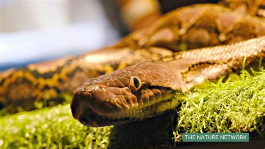 How some animals eat deadly poison and survive