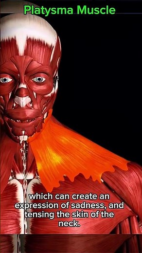 Platysma #muscle #anatomy