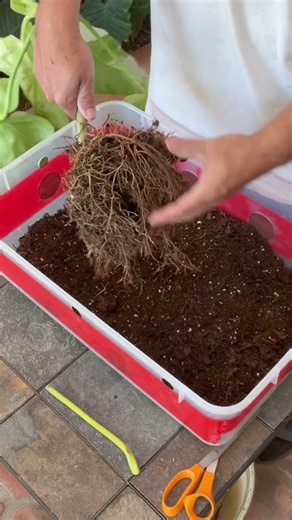 Repotting My Philodendron José Buono! Fresh Soil & Moss Pole 🌿