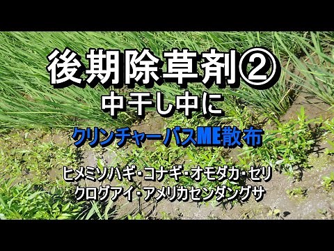 後期除草剤の散布！中干し中にクリンチャーバスME・・ヒメミソハギ・コナギ・オモダカ