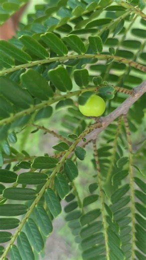 #Amlafruiting #amla #fruiting Millions of flowers produced but only few fruits last
