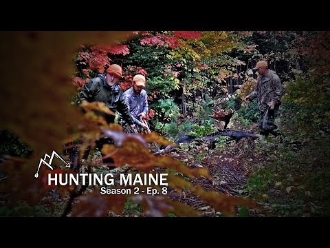 One way to get a moose out of the woods - Maine Moose Hunting