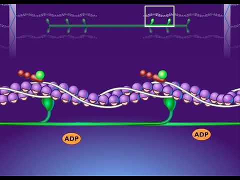 Breakdown of ATP and Cross Bridge Movement during Muscle Contraction HD Animation