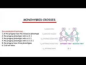MONOHYBRID CROSSES~EXAM QUESTIONS