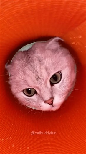 Oh no part 2 😘😸🙀#shorts