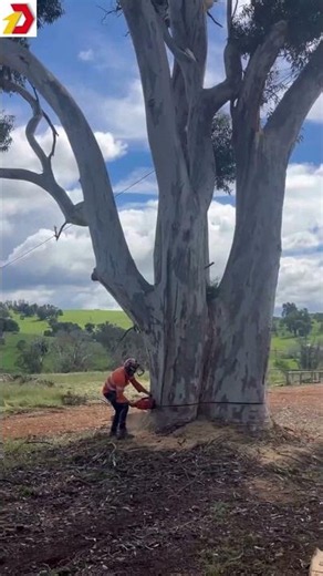Hạ Gục Cây Khổng Lồ Bằng Cưa Xích 🪓 Cutting Down A Giant Tree With Chainsaw #shorts