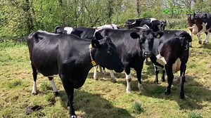 28 August / September calving cows and heifers due to pedigree Angus bull. Irish Friesian breeding and x breds. 12 cows due with 2nd – 4th calf, 12 due with 5th to 7th calf and 4 heifers due with their 1st. Fully vaccinated herd and Johnes monitored. https://www.grasstecgroup.com/livestock-available/28-jex-in-calf-cows-uk-2/ | Grasstec