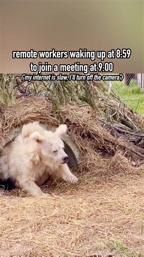 3.5K views · 25 reactions | “No updates from my side” . . . #softwareengineer #programming #webdevelopment | CODE HINT | Facebook