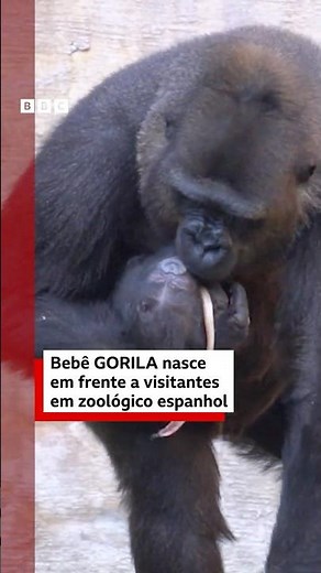 Gorila de espécie ameaçada dá à luz diante do público em zoológico da Espanha