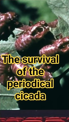 The survival of the periodical cicada #shorts #insects #documentary