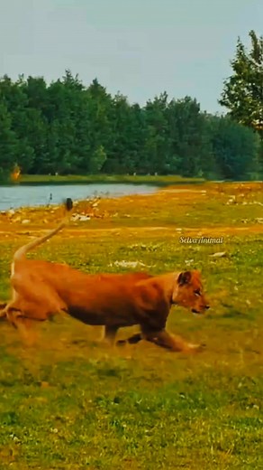 Cria en peligro 😱😱😱😱😱#jabali #Impresionante #mundo #king #animalkingdom #videoviralシ #selva #viralpost2024シ #viralreelschallenge #SelvaCentral #animalshorts #reydelaselva #cazador #animalslover #viralpost #animals #animalitos #africansafari #Selva | Selva animal
