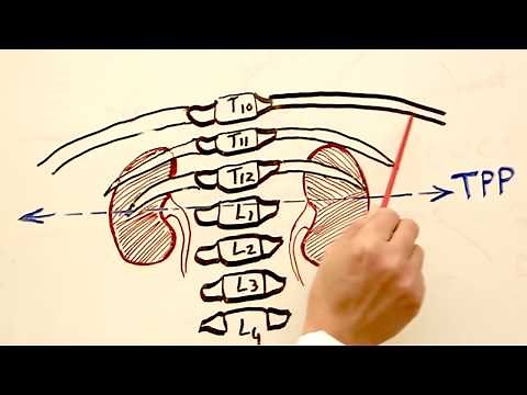 The Position of the Kidneys