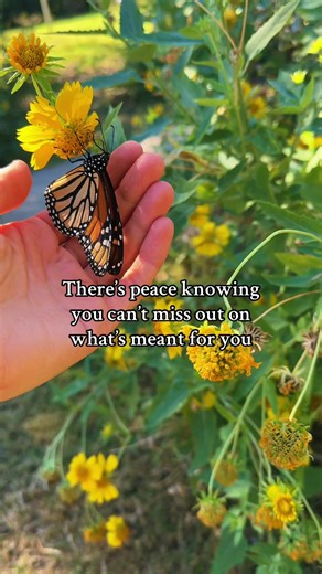 Callie Sherwood🌿 (@thewildsherwoods)’s videos with Butterfly - UMI