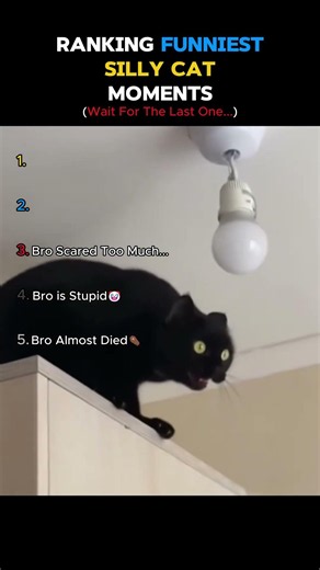 Ranking Funniest Silly Cat Moments😂#funny #shortsfeed