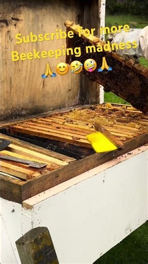 Queen Cells Spotted 😳 Not Fully Formed Yet but Worth Watching | Beekeeping