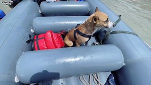 RAFTING WITH PLUTO FULL MAJZE 😍 #viralreels #rafting #viralshorts #shortsvideos #dogstagram #dog #shortsvideosanimallover #shortsvideos #dogstagram #dogvlog #viralshorts #dog #pet #dogsofinstagram #animallover #vlog #loveyou #pets #animals @highlight | Pluto Street