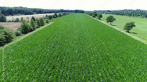 Aerial footage of narrow corn field showing beautiful bright green colors of the maize plants on the left and right of the field showing trees corn is mostly used as staple food for people and cattle