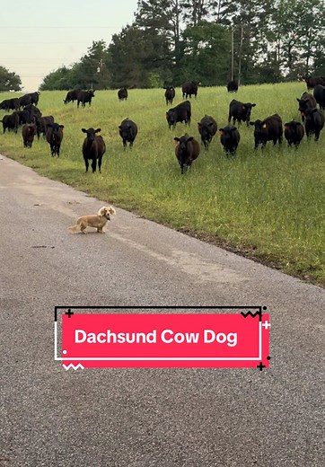 Khaleesi the Cow Dog's Impressive Cattle Skills