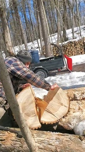 Cracking Open the Big Ash #woodworking #woodscraft #wood