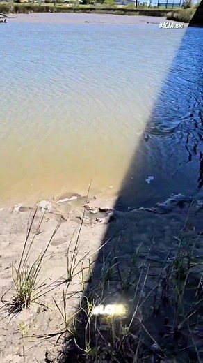 Fishing 🎣 Port Lavaca with shrimp #ladyanglers #funnyfishing #lcd956leaders #lagunasaltcustomrods #pstackle #sacalaleche | Eva Liliana McGoldrick