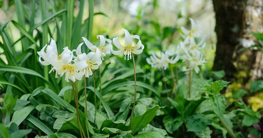Woodland plants to grow