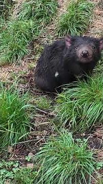 Tasmania's Most Dangerous Animal in Person #wildlife #adventure