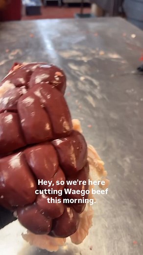 Ever seen a beef kidney up close? 👀 It’s one of those underrated cuts that tells the story of whole-animal butchery — the art of using every piece with purpose. And then there’s this beauty… a Wagyu/Akahushi porterhouse — rich marbling, deep flavor, and a texture that just melts. 🔥 From organ meats to premium steaks, it’s all part of understanding the animal from nose to tail — respecting the process, honoring the craft. 💪 #ButcherLife #WagyuBeef #FarmToTable #MeatScience #blondiesbutchershop