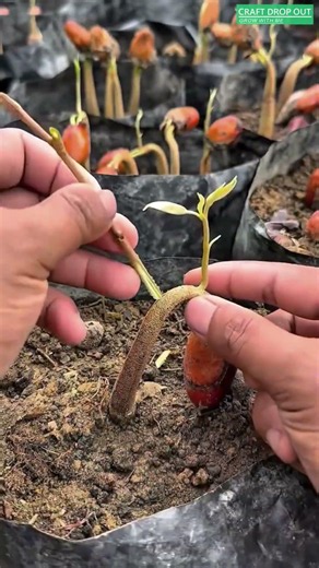 Grafting a Young Durian Seedling 🌱🔪