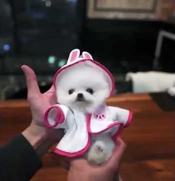 Pocket Puppy Dog One Of the most Funny And Cute Puppy