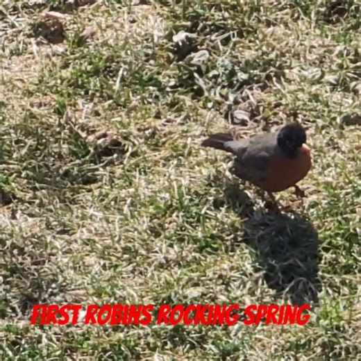 First Robin of Spring Rocking and Chirping #birds #robin #shorts
