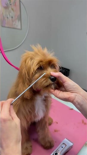 Those very first cosmetic puppy grooms🥰🫶🏻✂️ #doggroomer #grooming #adorably #dogbreeds #adoreble