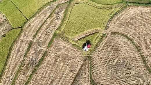 Farmers across China busy reaping autumn harvest