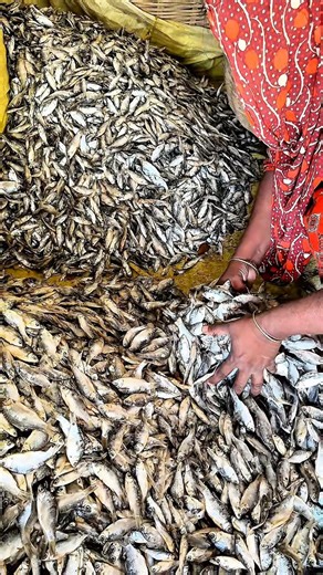 Dried Fish shorting. #shortvideo #driedfish