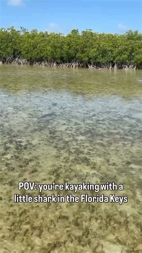 Sugarloaf Key is an amazing area to paddle with some of the tiny shark species in the Florida Keys! This area acts as a nursery for sharks and we’re lucky to see them nearly every day! • • #guidedtour #ecoadventure #clearkayak #wildlife #sharksofinstagram | Get Up And Go Kayaking