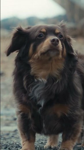 愛犬とお出かけするならSUBARU│フォレスター編【縦版】