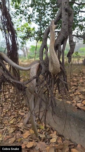 Shocking Moment: Cobra Snake Climbs a Tree – Rare Behavior Explained! #educational #snake #cobra