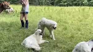 Refining our livestock guardian dog training and puppy placement plans