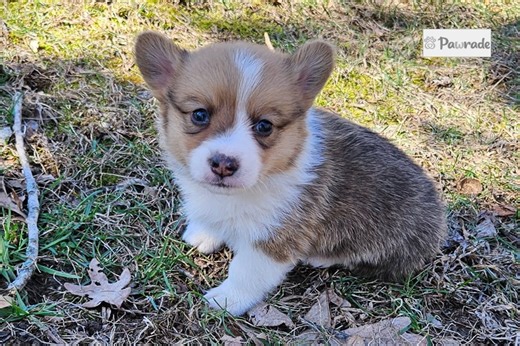 Rudy - Pembroke Welsh Corgi Puppy 1AEC52