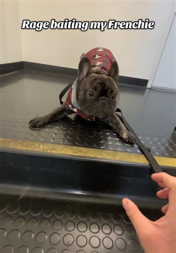 I love messing with him 😭 #trending #dogsoftiktok #frenchiesoftiktok #doghumor #brunofromparis_ @Jennifer Ramirez