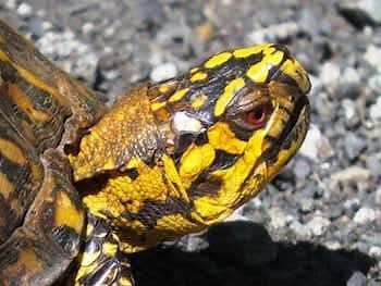 Eastern Box Turtles For Sale