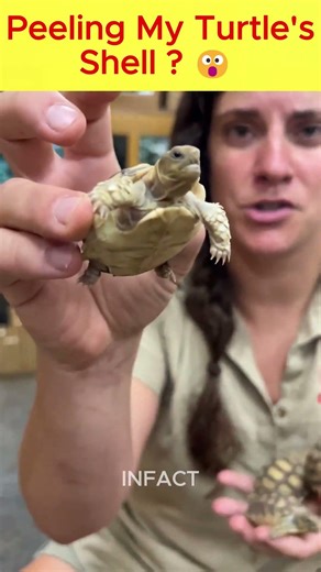 Peeling My Turtle's Shell 😮 #shorts #facts #ytshorts #viralshorts