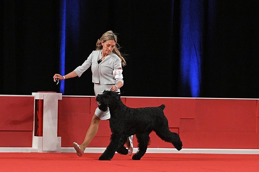 Giant Schnauzer 'Monty' Wins Best in Show at 2024 AKC National Championship