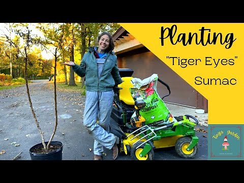 Planting a Tiger Eyes Sumac Tree In Our Garden!