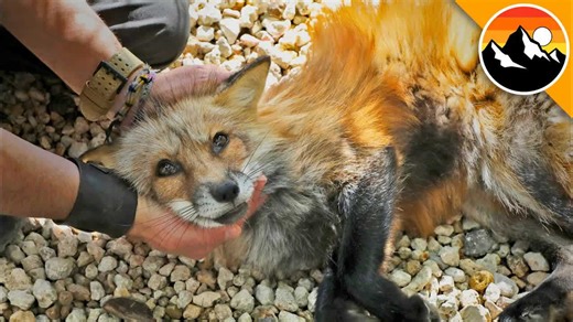Making friends with a speedy red fox